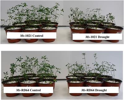 Improved Drought Stress Response in Alfalfa Plants Nodulated by an IAA Over-producing Rhizobium Strain